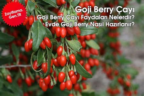 Goji Berry Çayı Nedir Nasıl Hazırlanır Kurt Üzümü Çayı