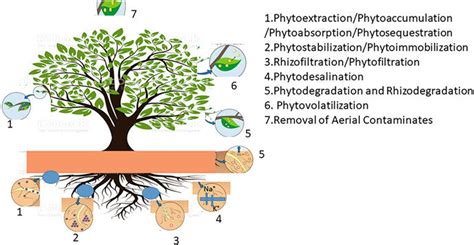 1 Different Types Of Phytoremediation Techniques Phytoextraction Download Scientific Diagram