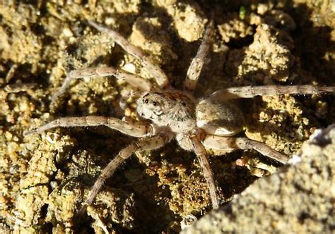 Wolf Spider Sp Arctosa Littoralis BugGuide Net