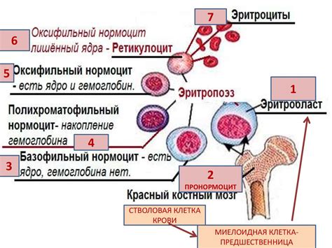 Общая гематология. Семинар - презентация онлайн