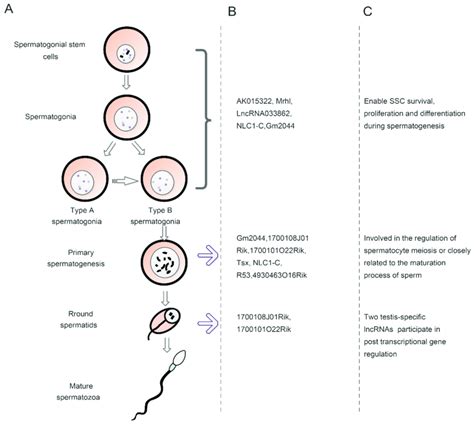 Spermatogenesis Stages