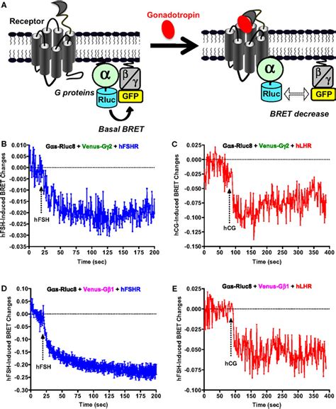 G Protein Activation Assessed By Bret A Principle Of The Bret Based Download Scientific