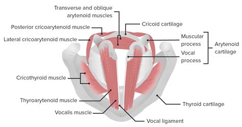 Arytenoid Cartilage Muscular Process