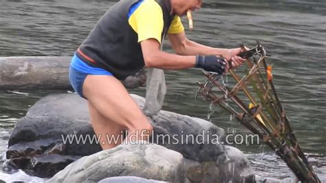 Fishing With Bamboo Basket Traps On The Brahmaputra In Arunachal India