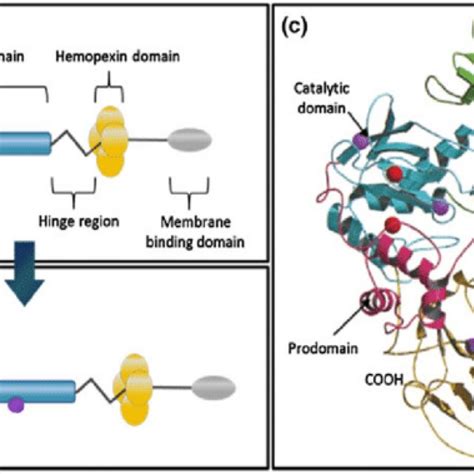 Structural Domains Of Matrix Metalloproteinases Mmp A Schematic