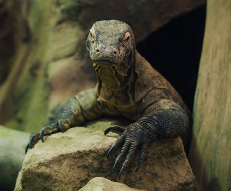 Komodo Dragon Venom Stock Photos, Pictures & Royalty-Free Images - iStock