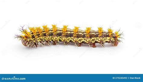 Poisonous Io Moth Caterpillars Stock Photo | CartoonDealer.com #37650852