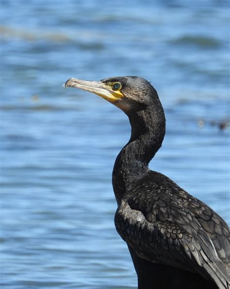 Cormorant Bird Animal Free Photo On Pixabay Pixabay