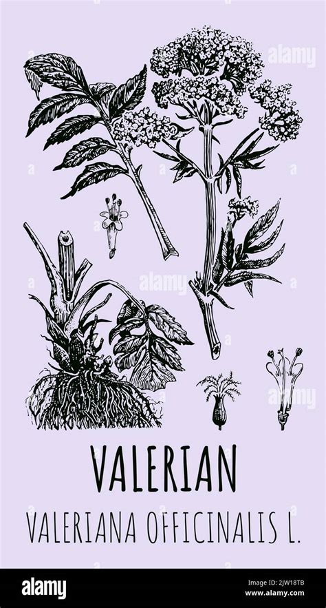 Dibujos Vectoriales De Valeriana Officinalis Ilustración Dibujada A Mano Nombre En Latín