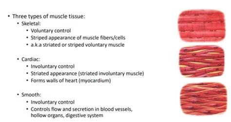 Skeletal Muscle Organization Flashcards Quizlet