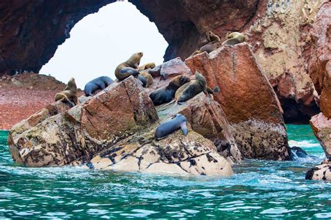 The Best Islas Ballestas Tour 6 Things To Know