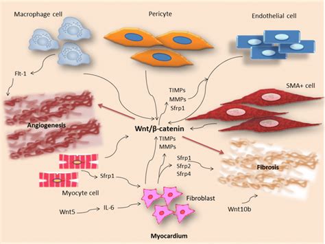 Wnt β catenin signaling in myocardium of ischemic heart Wnt makes a