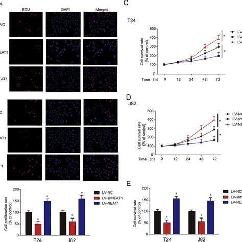 Neat1 Affected Bladder Cancer Cell Apoptosis And Cell Cycle Aeffects Download Scientific