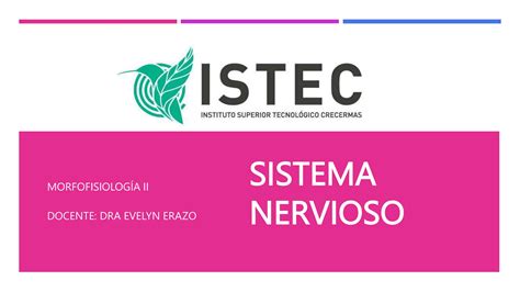 Sistema Nervioso Morfofisiologia Ii Pptx Descarga Gratuita