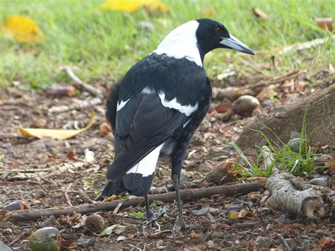 Free photo: Magpie, Bird, Black, White - Free Image on Pixabay - 288202