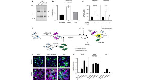 Tmprss Expression Dictates The Entry Route Used By Sars Cov To