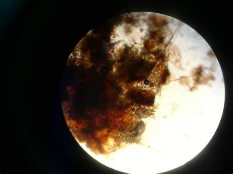 Отодектоз (ушной клещ) собак и кошек