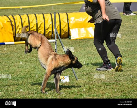 Dog agility contest Stock Photo - Alamy