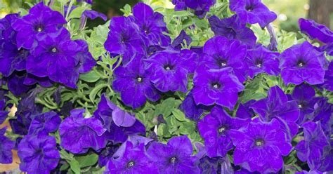 15 Varieties Of Blue Petunia Flowers The Garden Magazine