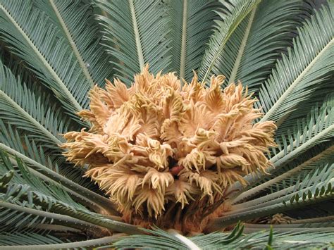 Cikas Palma Cycas Revoluta Plantea