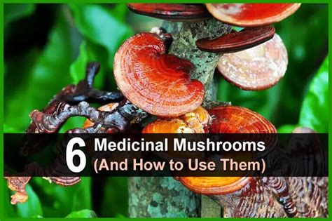 6 Medicinal Mushrooms (And How to Use Them)