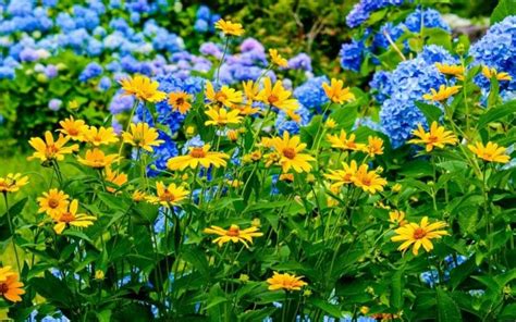 12 Stunning Coreopsis Varieties to Fill Your Garden with Color All Summer