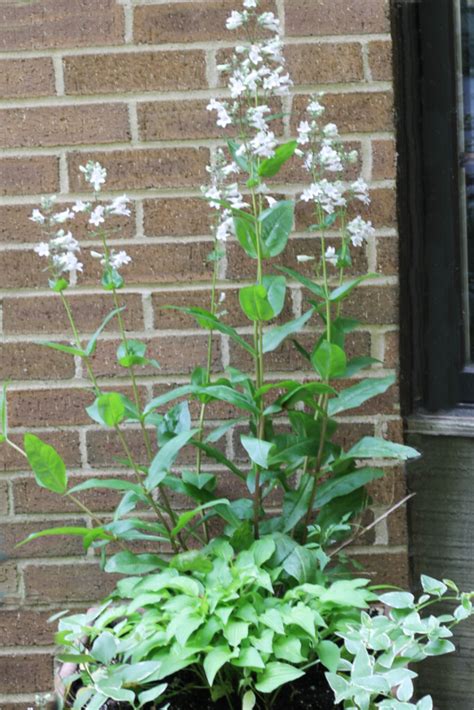 Perennials for Containers - Frugal Ways to Fill Your Flower Pots