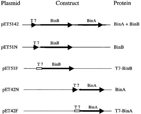 Schematic Diagrams Showing Construction Of Recombinant Plasmids To