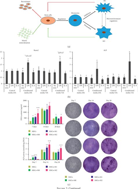 Pdf Crosstalk Between Macrophages And Mesenchymal Stem Cells