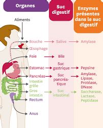 L Importance Des Enzymes De Digestion Myriam Gueraud Naturopathe