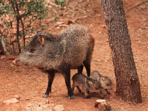 Javelinas On Parade Sedona Az Whimsy