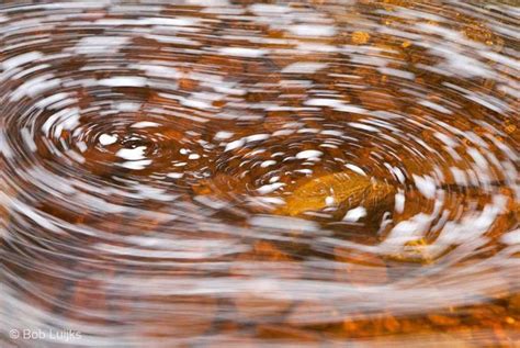 Water Ripples In The Middle Of A Pond With Brown Leaves Floating On It