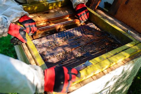 L Apiculteur Prend Le Cadre Avec Le Nid D Abeilles De La Ruche Image