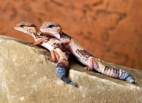 12 African Fat-Tailed Gecko Facts - Africa’s Incredible Lizard Species