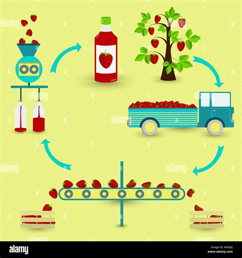 Pasos En La Producci N Im Genes Vectoriales De Stock Alamy