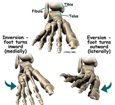 foot anatomy bones – Anatomy System – Human Body Anatomy diagram and ...