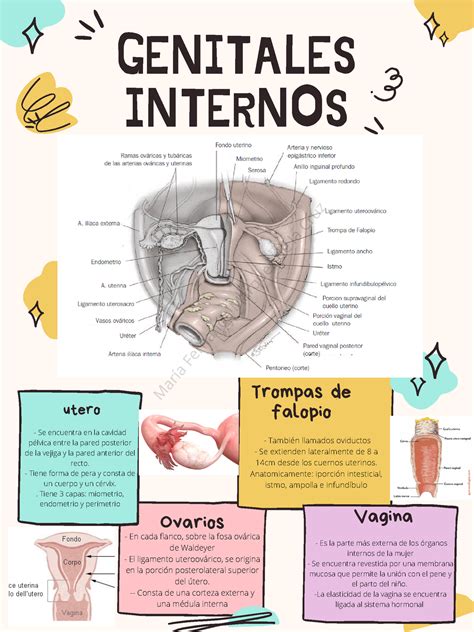 Cuadro De Anatomia Genitales Internos Organo Generalidades Medios De