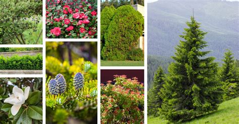 24 Shade Tolerant Evergreen Trees To Plant In Your Garden