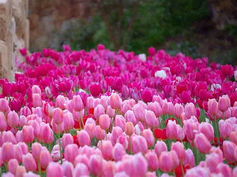 Tulip Field Purple Pink Tulips Field Hd Wallpaper Pxfuel