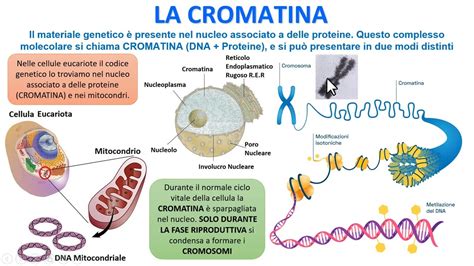 CROMATINA E CROMOSOMI YouTube