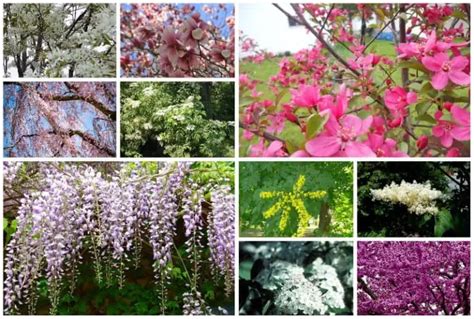 15 Beautiful Flowering Ornamental Trees for USDA Zone 5