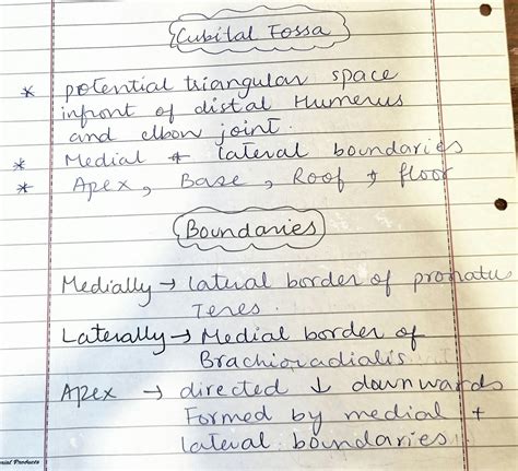 Solution Cubital Fossa Upper Limb Notes Studypool