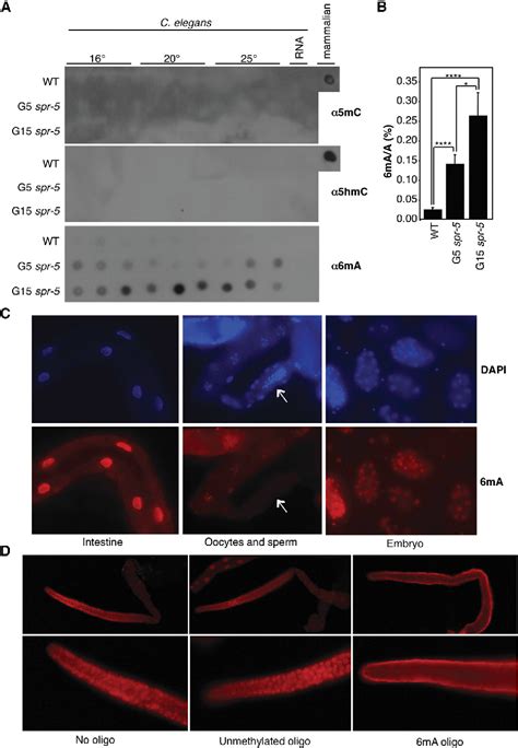 Figure 1 From Dna Methylation On N6 Adenine In C Elegans Semantic