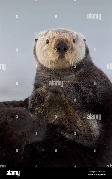 Sea Otter Enhydra Lutris Prince William Sound Alaska Stock Photo