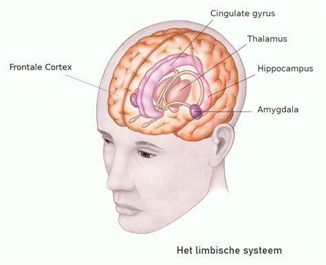 Het Limbische Systeem En De Werking Van Emoties