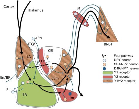 Frontiers Autism Spectrum Disorders Pathogenesis Toward A