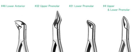 Types Of Dental Forceps And Their Uses - Infoupdate.org