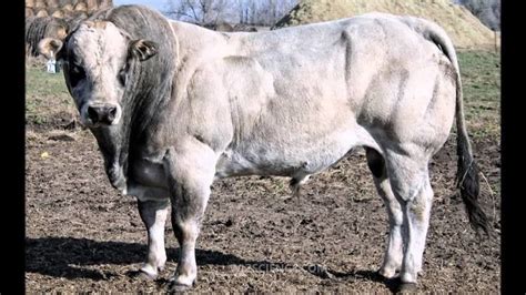 Piedmontese cattle - Alchetron, The Free Social Encyclopedia