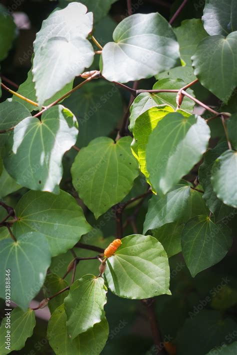 Background image of Kawakawa leaves and fruit (Piper excelsum) Stock ...