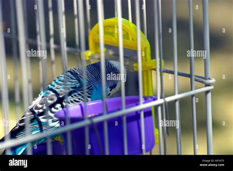 Blue Budgie in Cage Stock Photo - Alamy